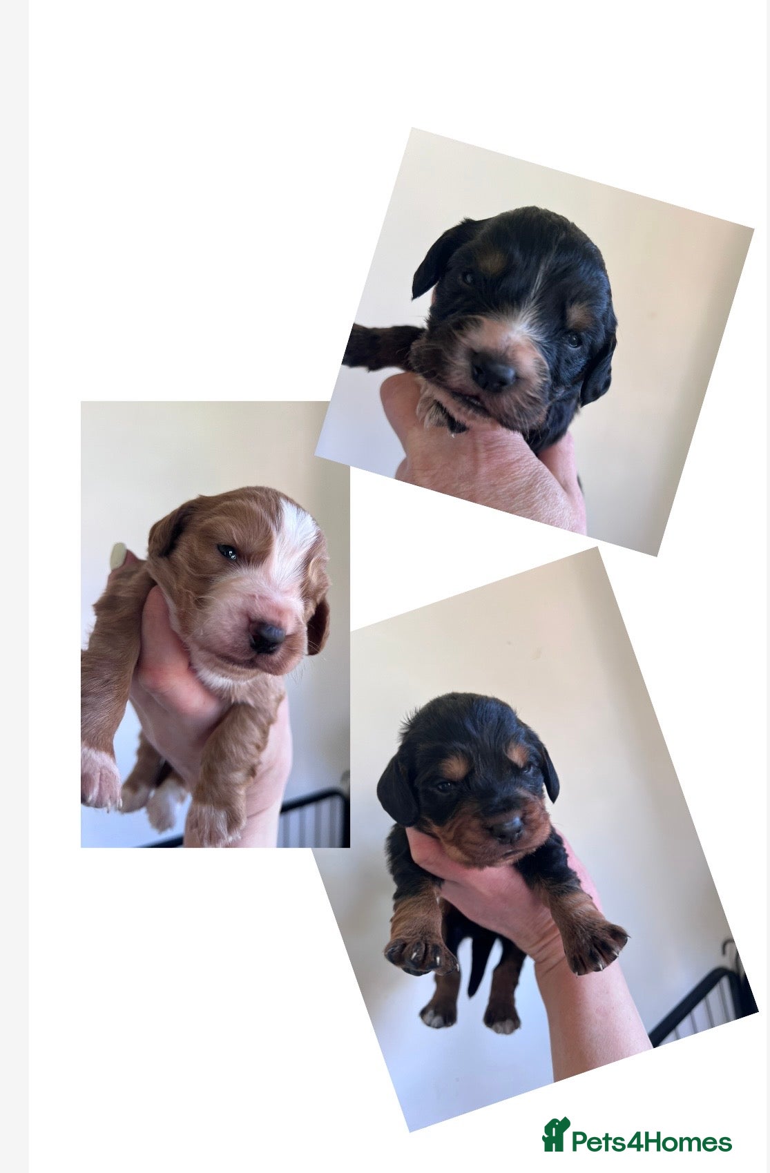 Cocker Spaniel dogs Black tan & white (tri) & Golden KC cocker pup - Advert 8