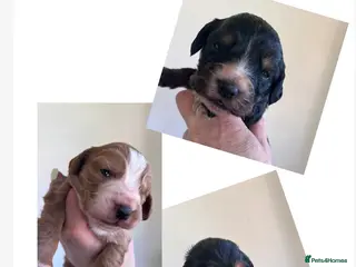 Cocker Spaniel dogs Black tan & white (tri) & Golden KC cocker pup - Advert 8