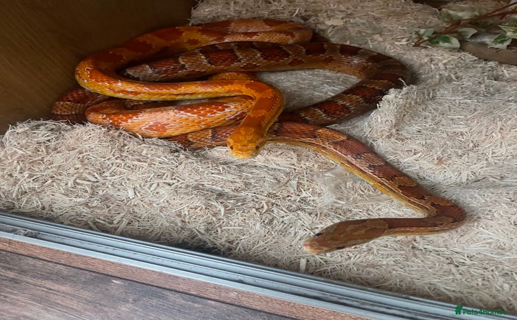 Corn Snake reptiles - Advert 14