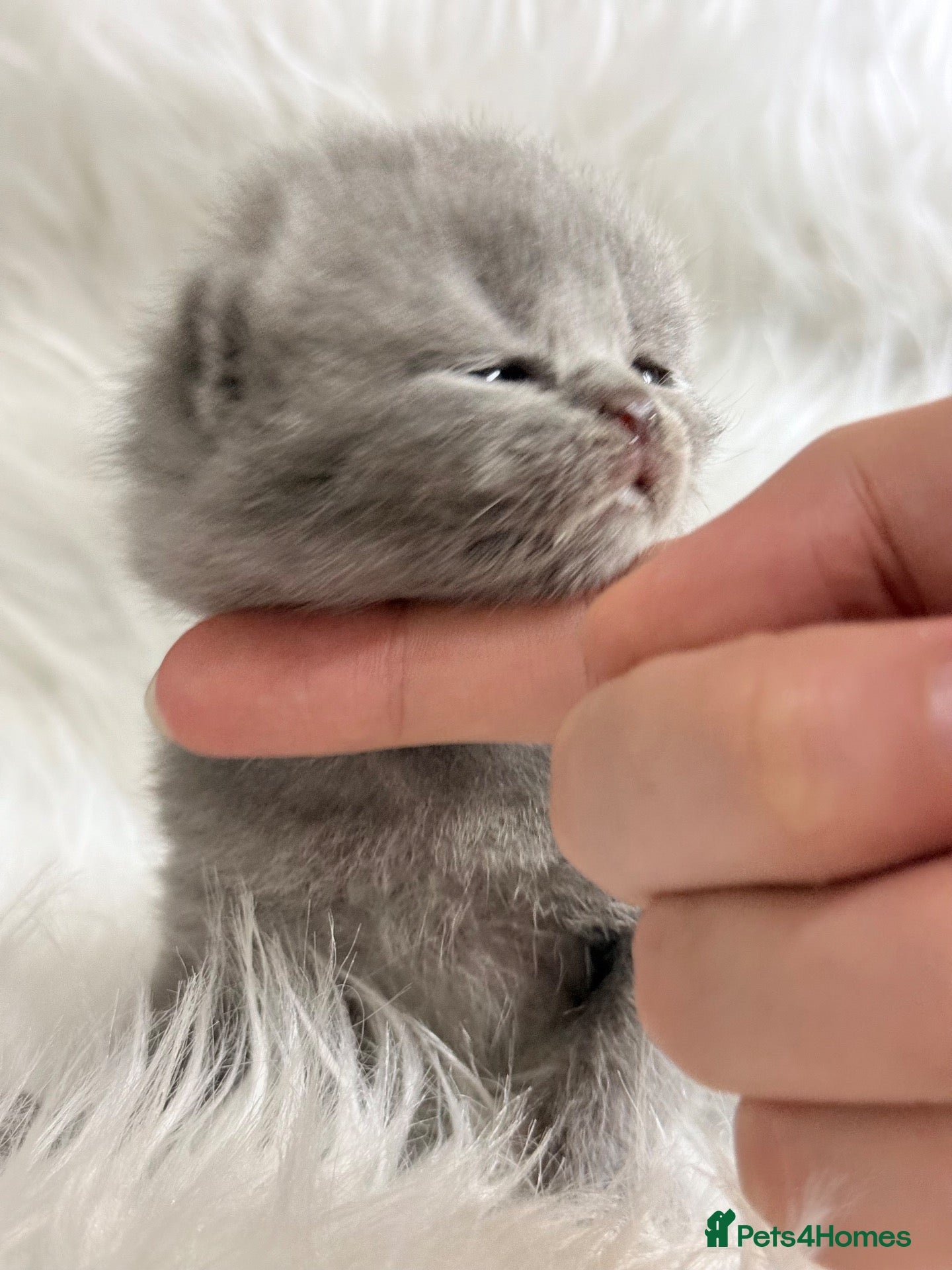 British Shorthair cats 100% Pedigree Champion British Shorthair kittens  - Advert 2