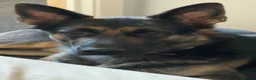 German Shepherd dogs for sale: Lovely German Shepherd for sale - Advert 5