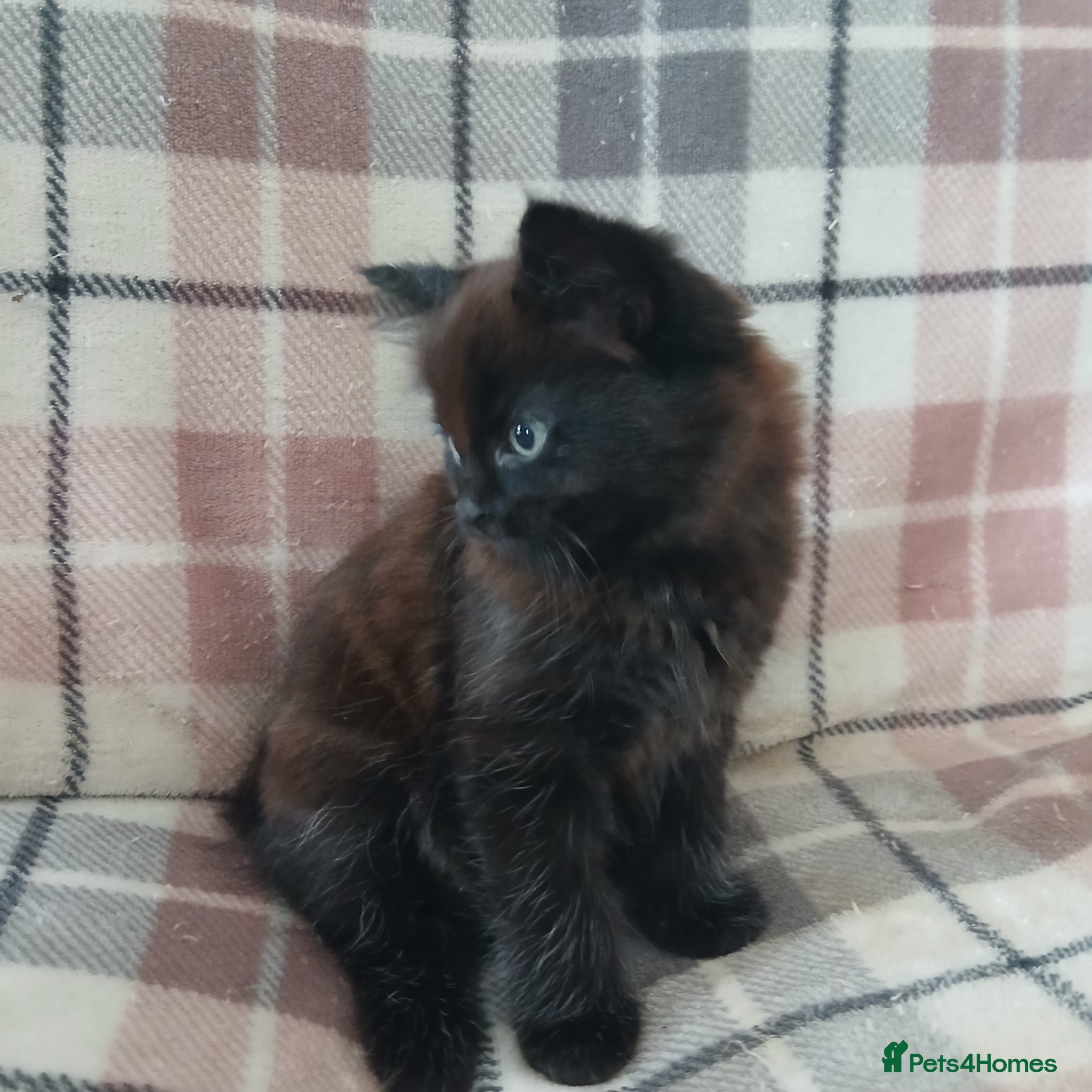Mixed Breed Kitten 2