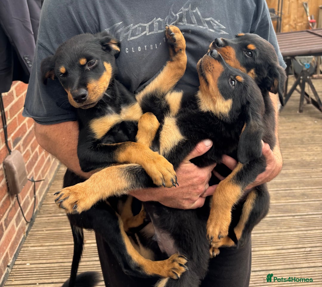 Mixed Breed dogs for sale: Rottweiler x puppys - Image 15