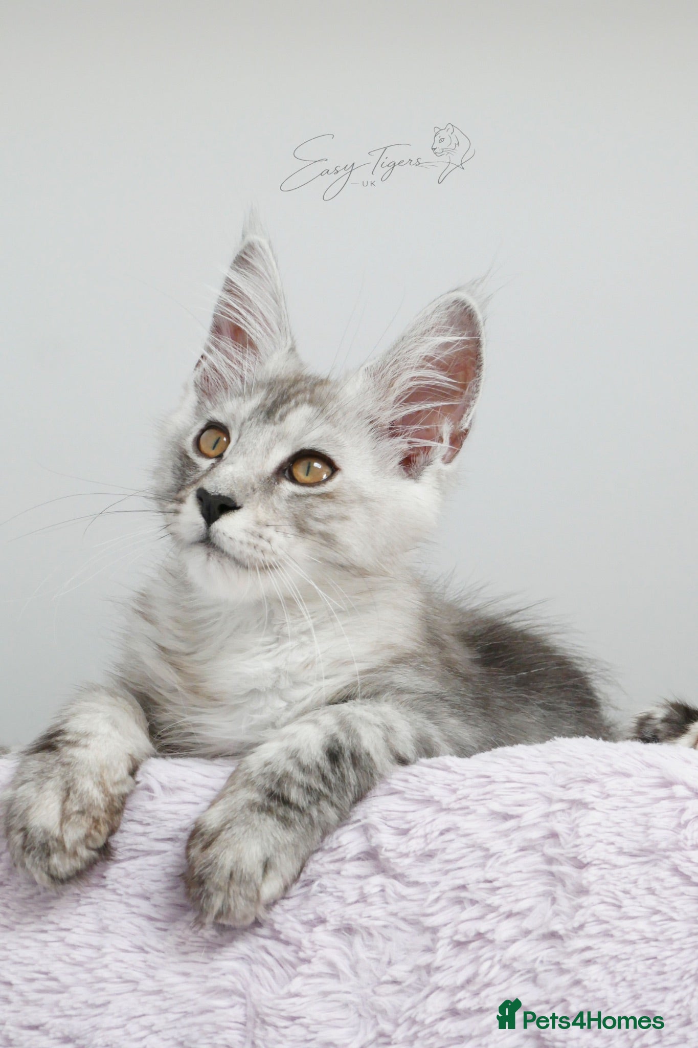 Maine Coon cats Beautiful Maine Coon kittens  - Advert 2
