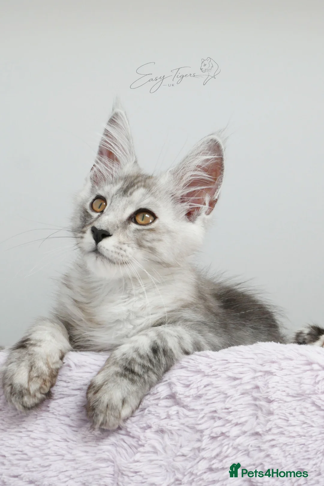 Maine Coon cats for sale: Beautiful Maine Coon kittens  - Advert 1