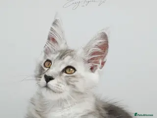Maine Coon cats Beautiful Maine Coon kittens - Advert 5