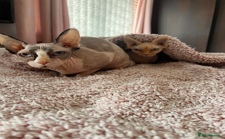 Sphynx cats for sale in Peterlee - Advert 2