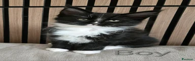 Maine Coon Kitten 1