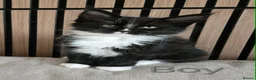 Maine Coon cats for sale: Maine coon brother and sister. - Advert 4