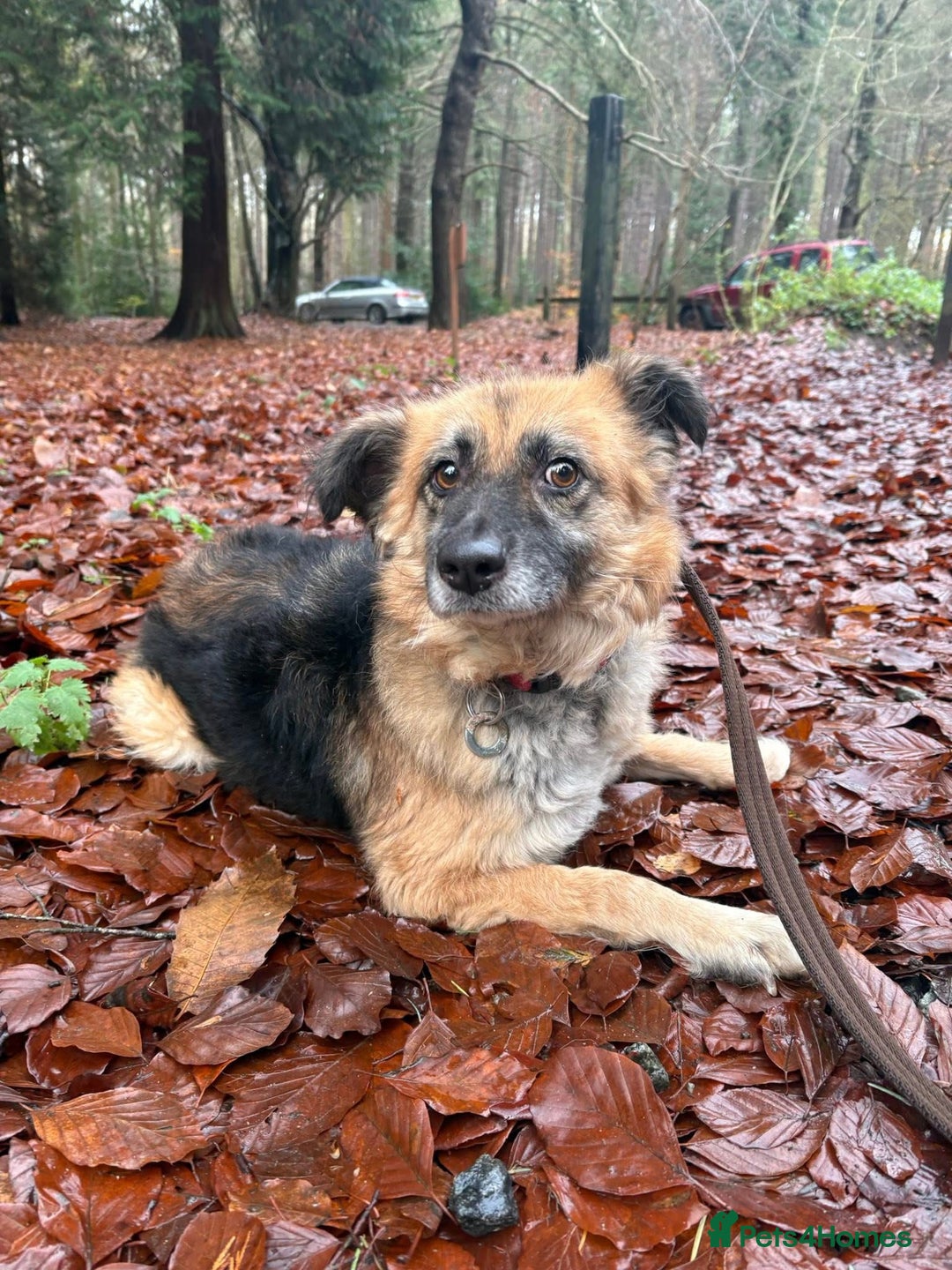 Mixed Breed dogs for adoption: Sian - Norwich Norfolk  - Advert 8