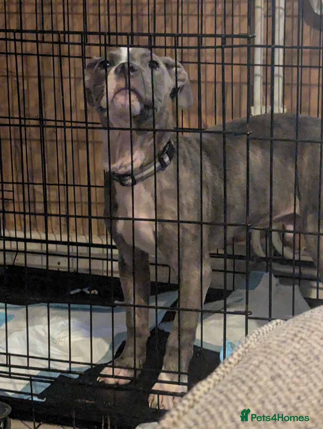 Mixed Breed dogs for sale: Mixed breed brindle blue and lilac pup - Advert 3