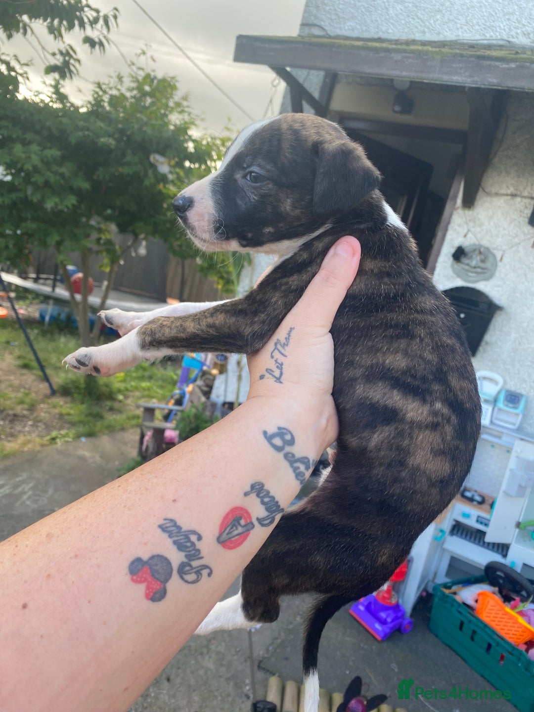 Lurcher dogs for sale: Eight gorgeous mix breed pups - Image 8