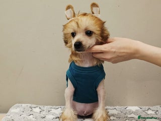 Chinese Crested dogs - Advert 1