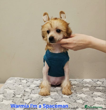 Chinese Crested dogs - Advert 1