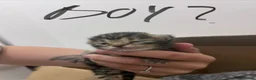 Mixed Breed cats for sale: Beautiful tabby kittens in Basingstoke - Advert 4
