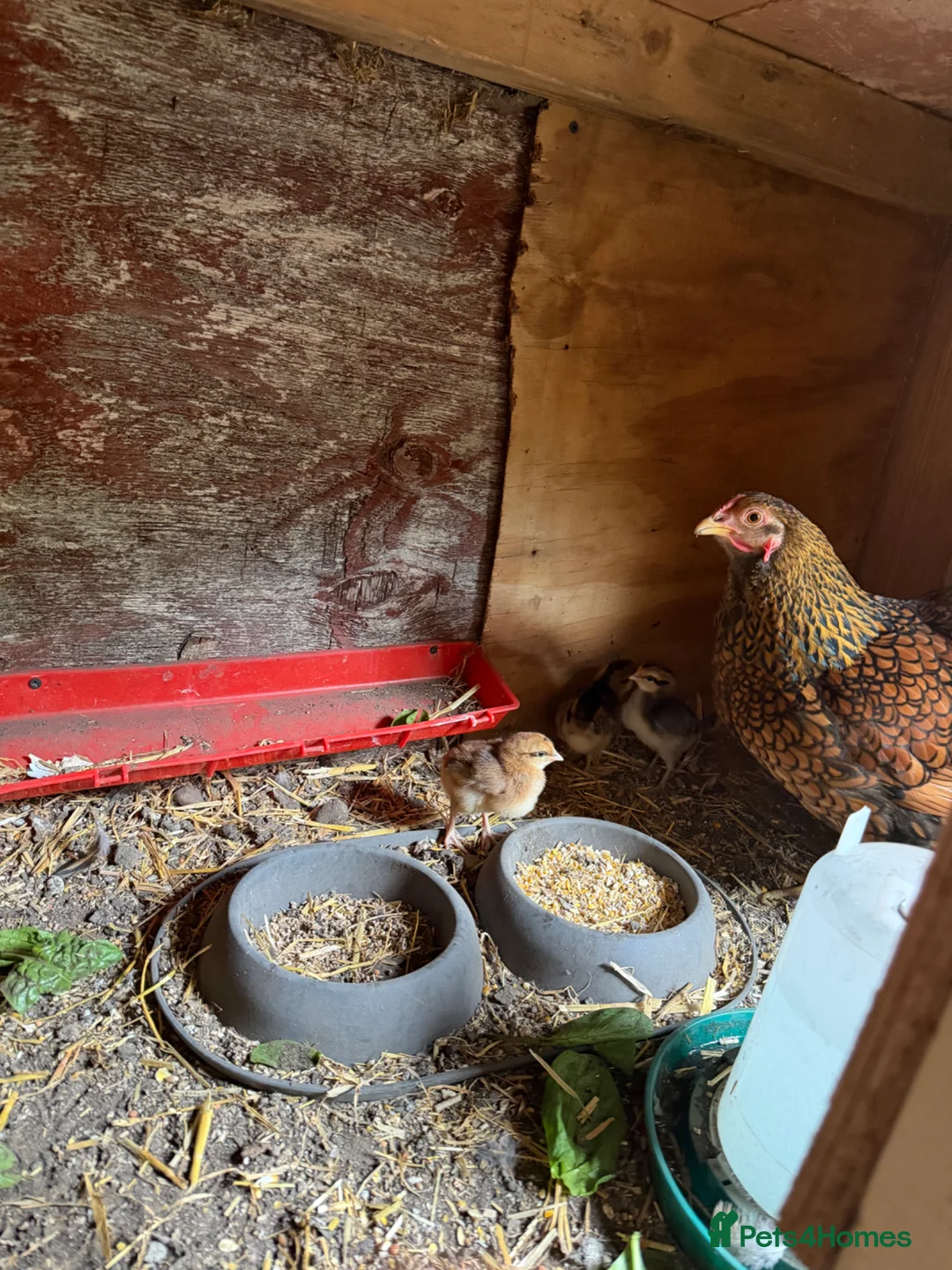 Mixed Breed birds for sale: Chicken  - Advert 2