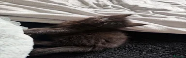Maine Coon 1