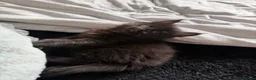 Maine Coon cats for sale: TICA - Maine Coon Kittens ready for forever homes! - Advert 19