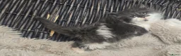 Maine Coon cats for sale: Adorable big Mainecoon babies  - Advert 19