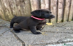 Labrador Retriever dogs for sale: ⭐️READY TO GO NEXT WEEK⭐️KC Reg Labrador Puppies  - Image 11