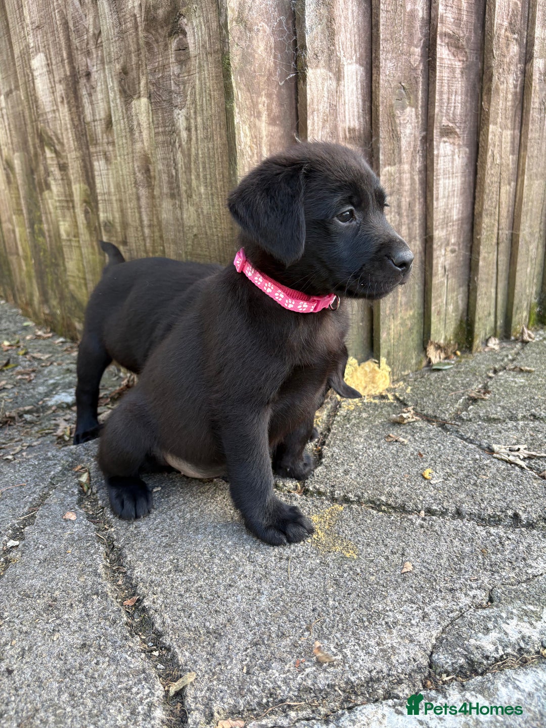Labrador Retriever dogs for sale: ⭐️READY TO GO NEXT WEEK⭐️KC Reg Labrador Puppies  - Image 11