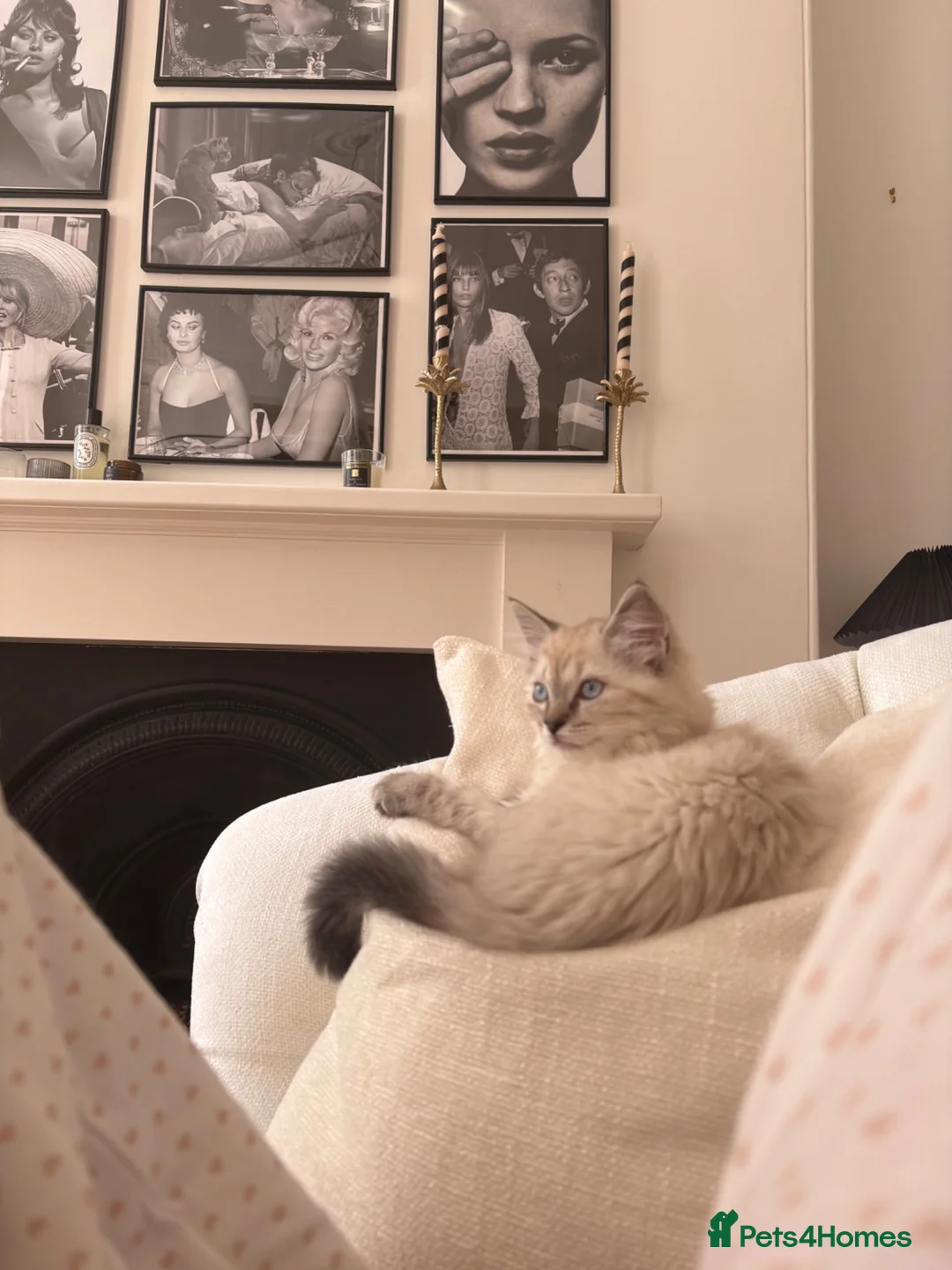 Ragdoll cats for sale: Beautiful kitten available £750 - Advert 2