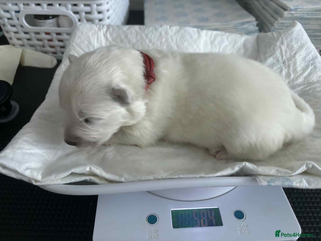 Samoyed dogs for sale: KC reg. Samoyed puppies with champ bloodline  - Advert 28