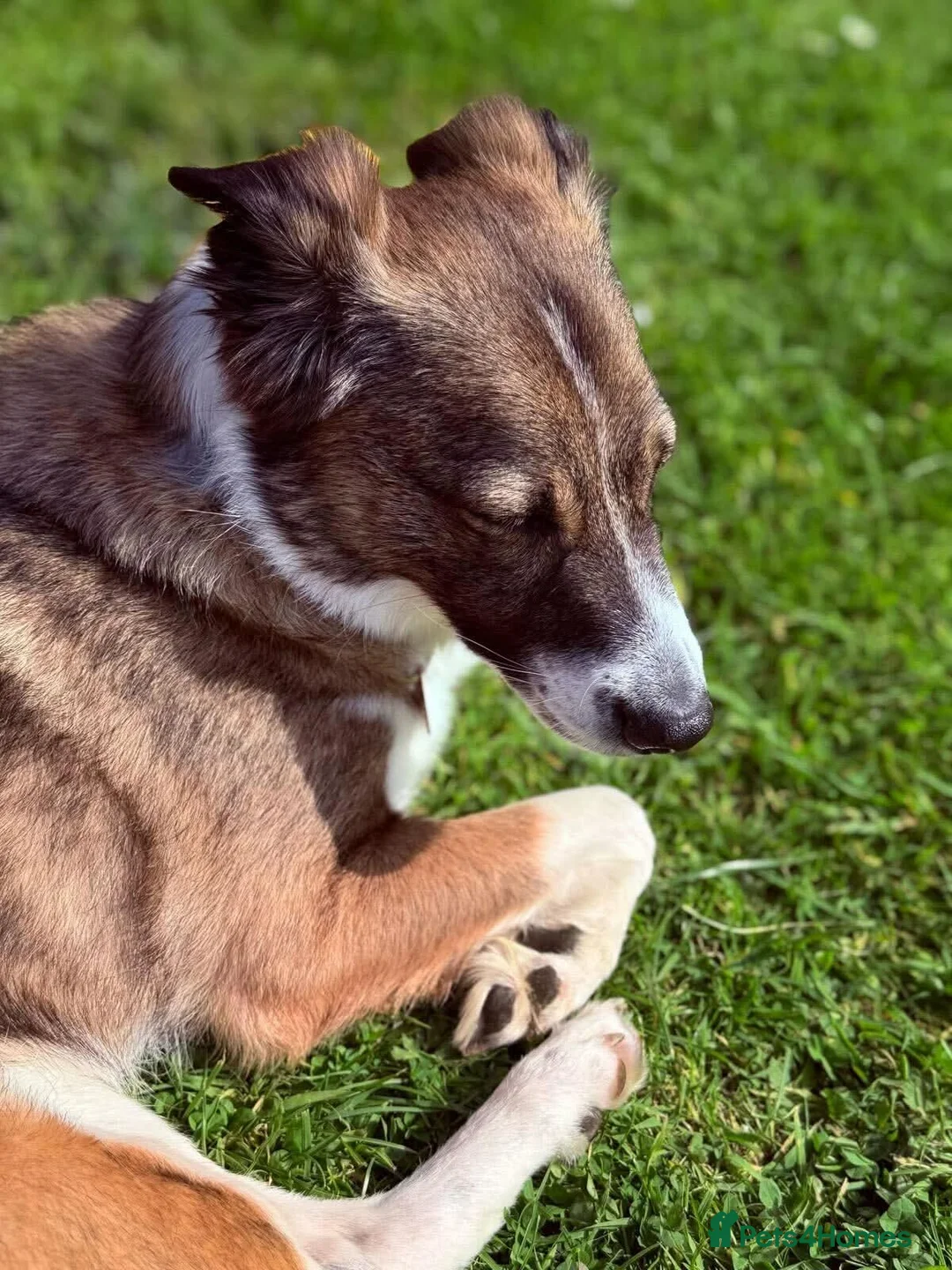 Mixed Breed dogs for adoption: Meet Bella, currently residing in Merseyside  - Advert 3