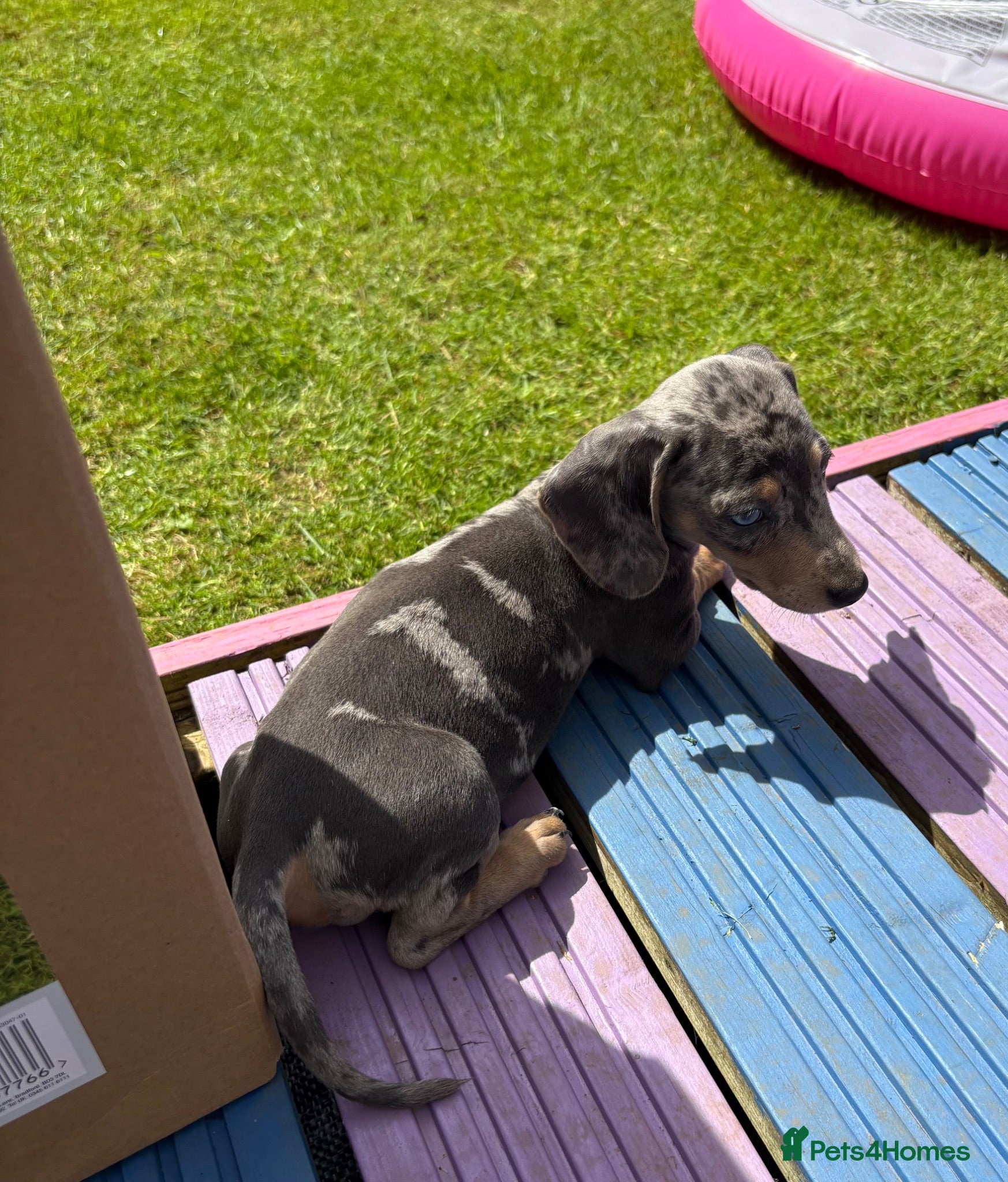 Dachshund dogs Beautiful boy remi - Advert 21