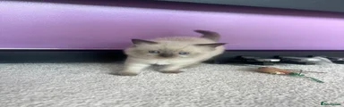 Ragdoll 5