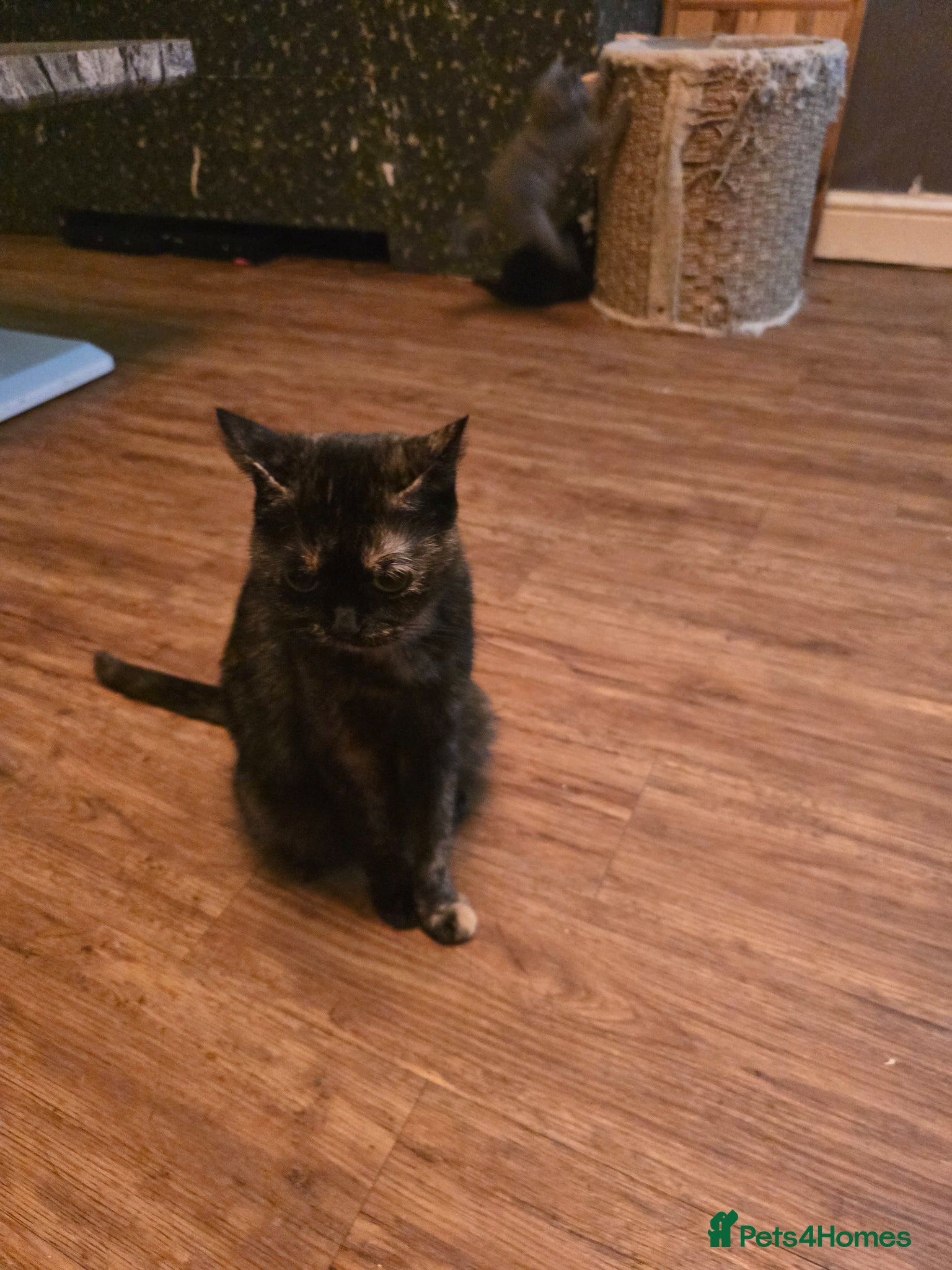 Mixed Breed cats 6 beautiful bubbly kittens  - Advert 1