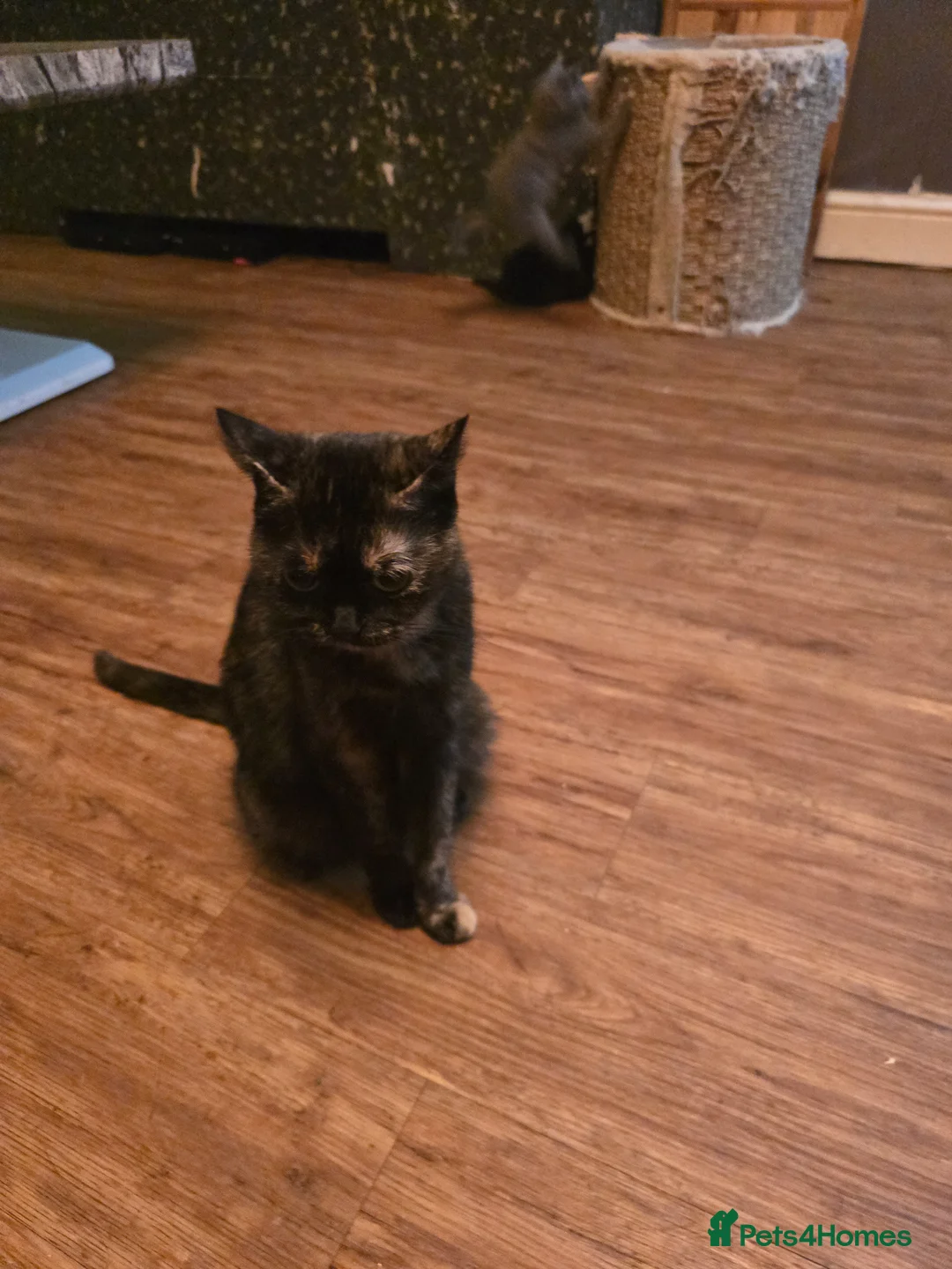 Mixed Breed cats for sale: 6 beautiful bubbly kittens  - Advert 1