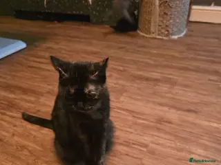 Mixed Breed cats 6 beautiful bubbly kittens - Advert 1