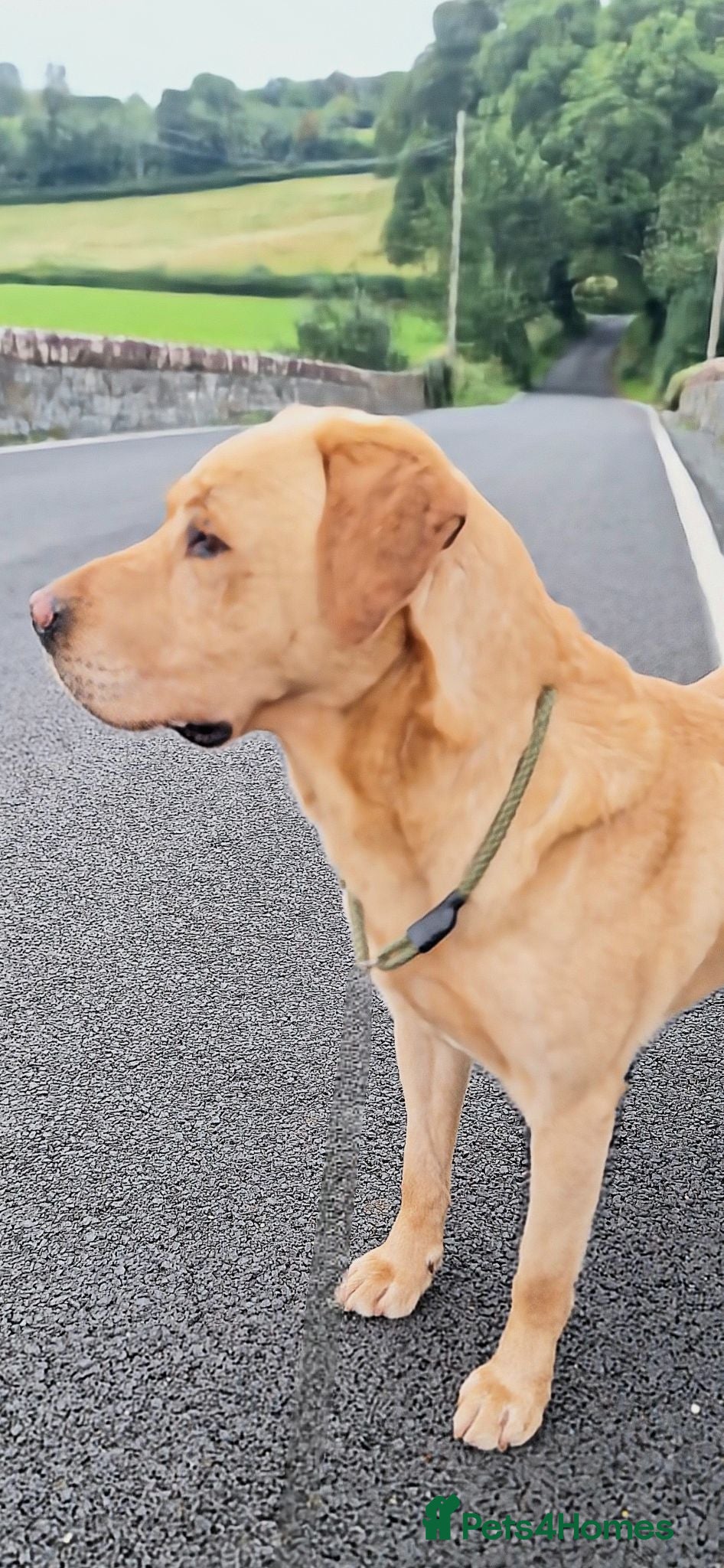 Labrador Retriever dogs Leadburn Digger...* Fully Health Tested Stud Dog * - Advert 14