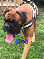 Boxer dogs A Second Chance for a Gentle Boxer - Advert 2