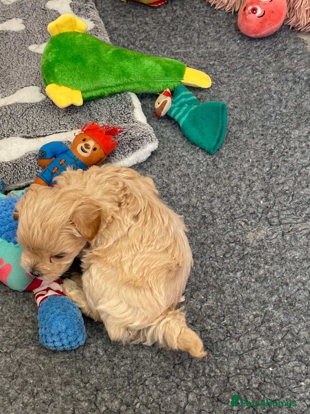 Maltipoo dogs for sale: Beautiful Apricot Maltipoo puppies. - Image 34
