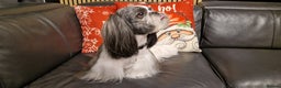 Shih Tzu dogs for stud: Stunning KC Shih Tzu Available for Stud Services in Swindon - Advert 8