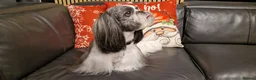 Shih Tzu dogs for stud: Stunning KC Shih Tzu Available for Stud Services in Swindon - Advert 8