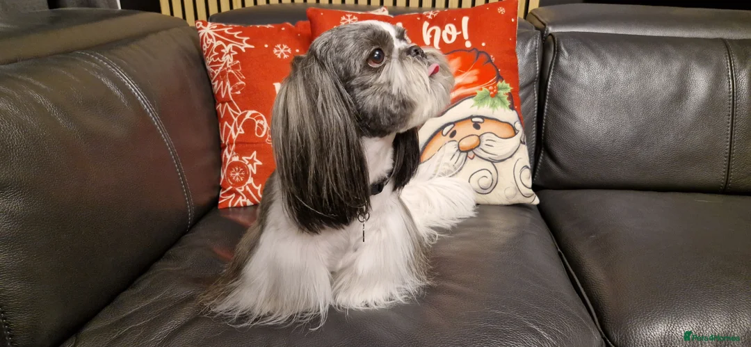 Shih Tzu dogs for stud: Stunning KC Shih Tzu Available for Stud Services in Swindon - Advert 8