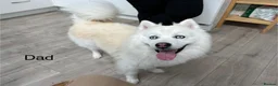 Pomsky dogs for sale: Stunning Blue Eyed F4 Pomsky Puppies in Widnes - Advert 12