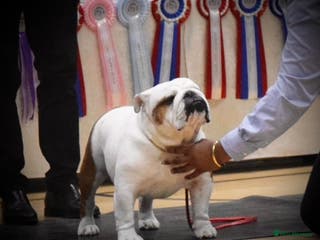 English Bulldog dogs 🌟🌟🌟UK CHAMPION ROSEBULLS RALPH🌟🌟🌟 in Rushden - Advert 5