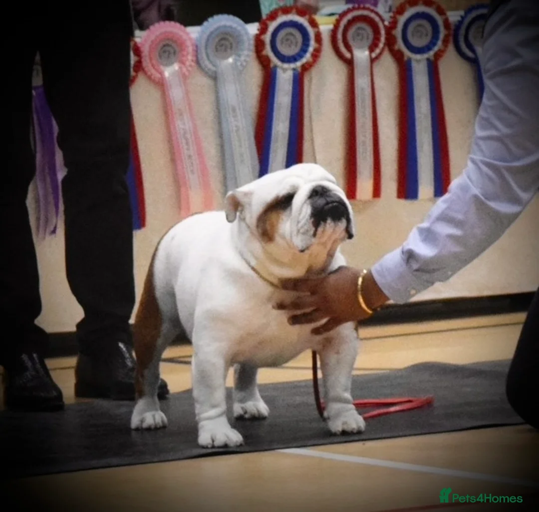 English Bulldog dogs for stud: 🌟🌟🌟UK CHAMPION ROSEBULLS RALPH🌟🌟🌟 in Rushden - Advert 1