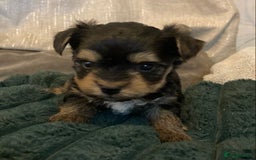 Mixed Breed dogs for sale: Biewer Yorkshire Terrier puppies for sale - Image 11