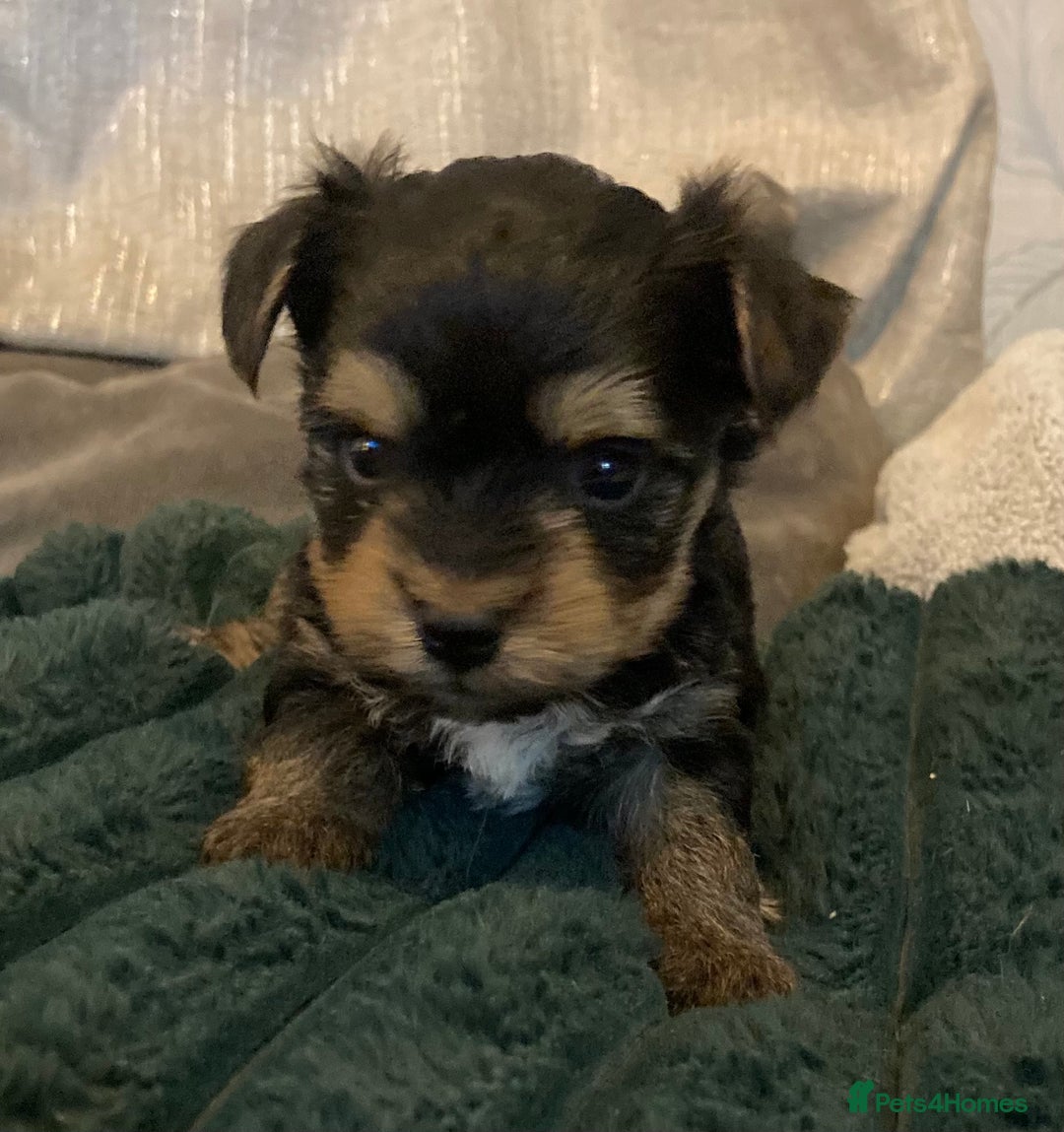 Mixed Breed dogs for sale: Biewer Yorkshire Terrier puppies for sale - Image 11