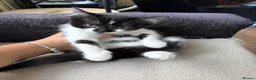 Mixed Breed cats for sale: British shorthair  - Advert 6