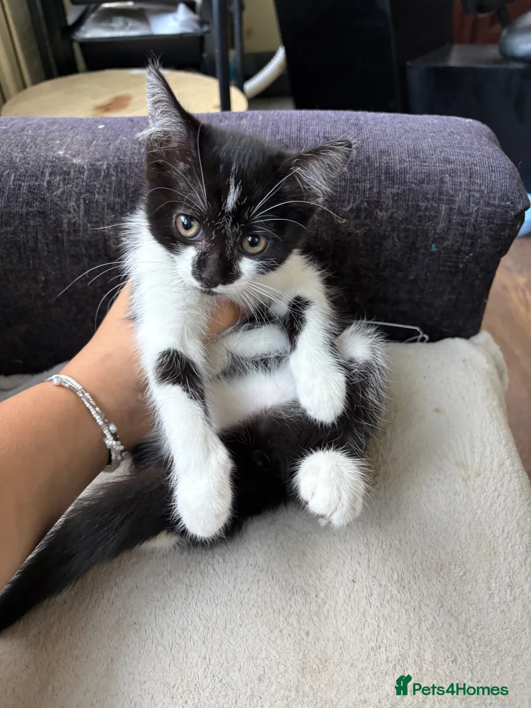 Mixed Breed cats for sale: British shorthair  - Advert 6