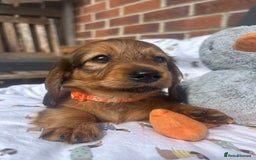Miniature Dachshund dogs for sale: Amazing Champ Bloodlines Mini Dachshunds ✨ - Image 29