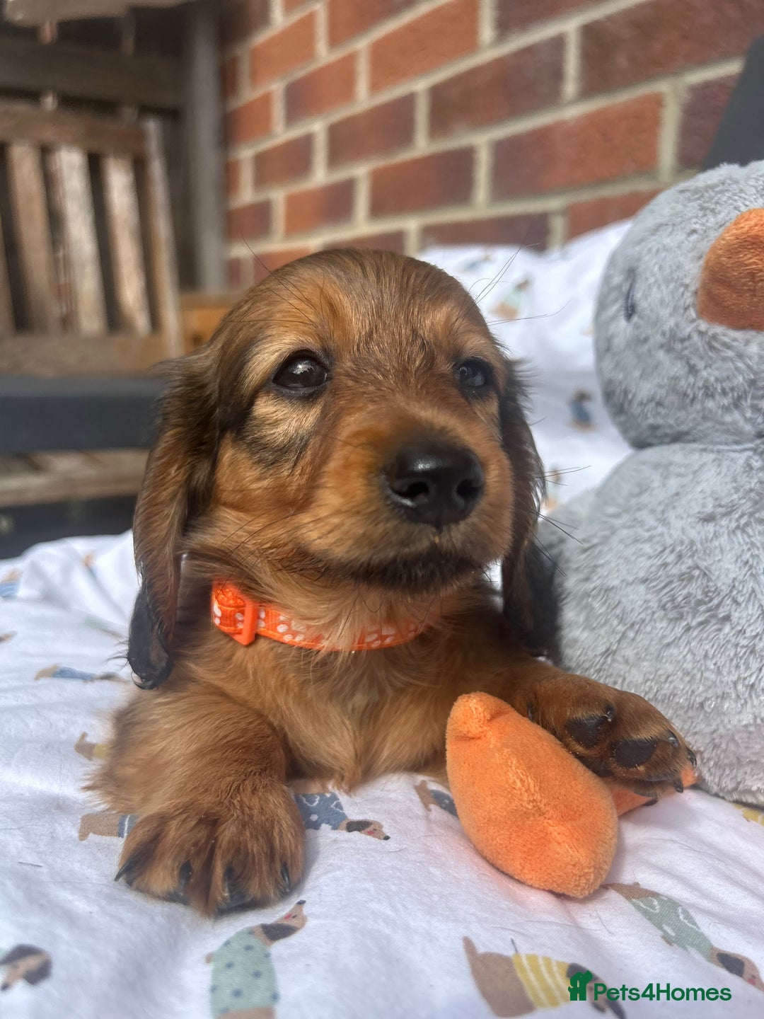 Miniature Dachshund dogs for sale: Amazing Champ Bloodlines Mini Dachshunds ✨ - Image 29