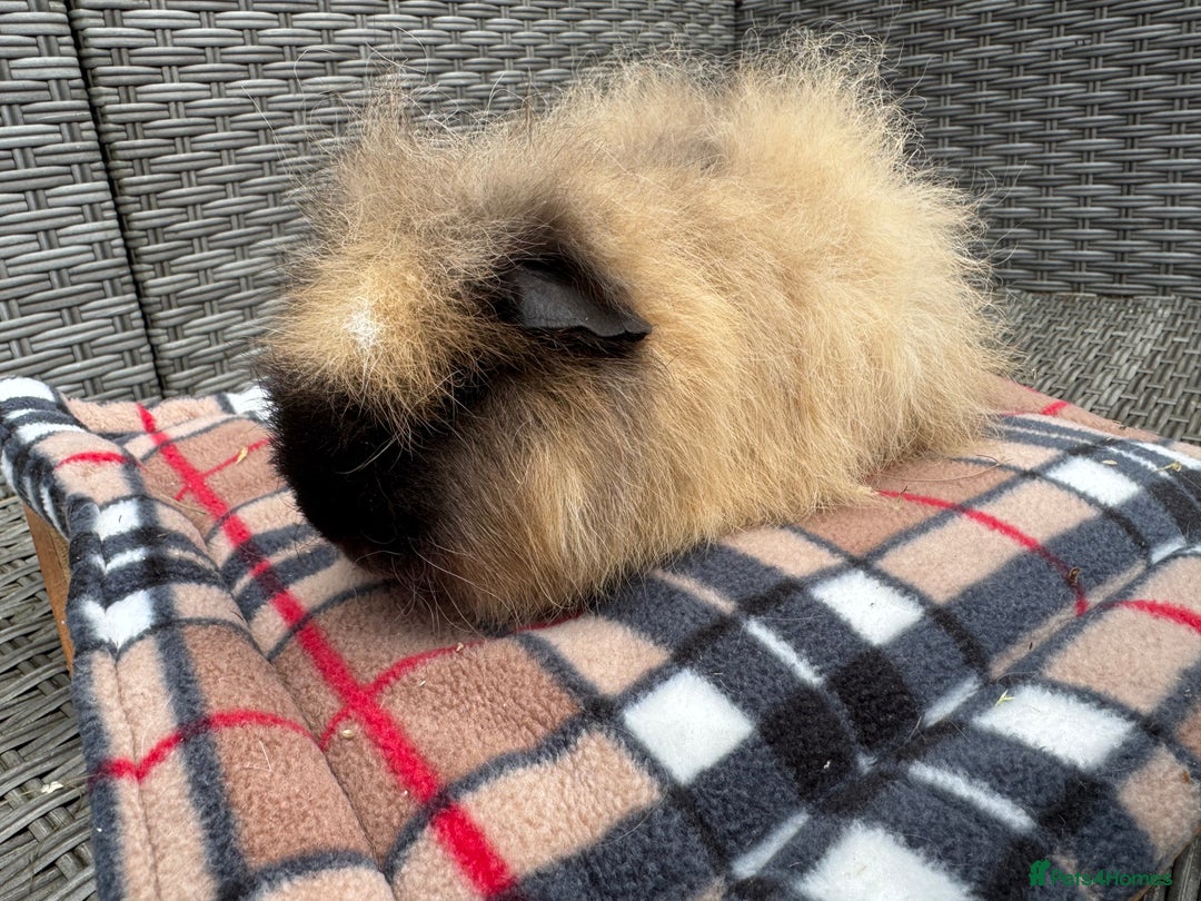 Guinea Pig rodents for sale: Beautiful boys  - Advert 7