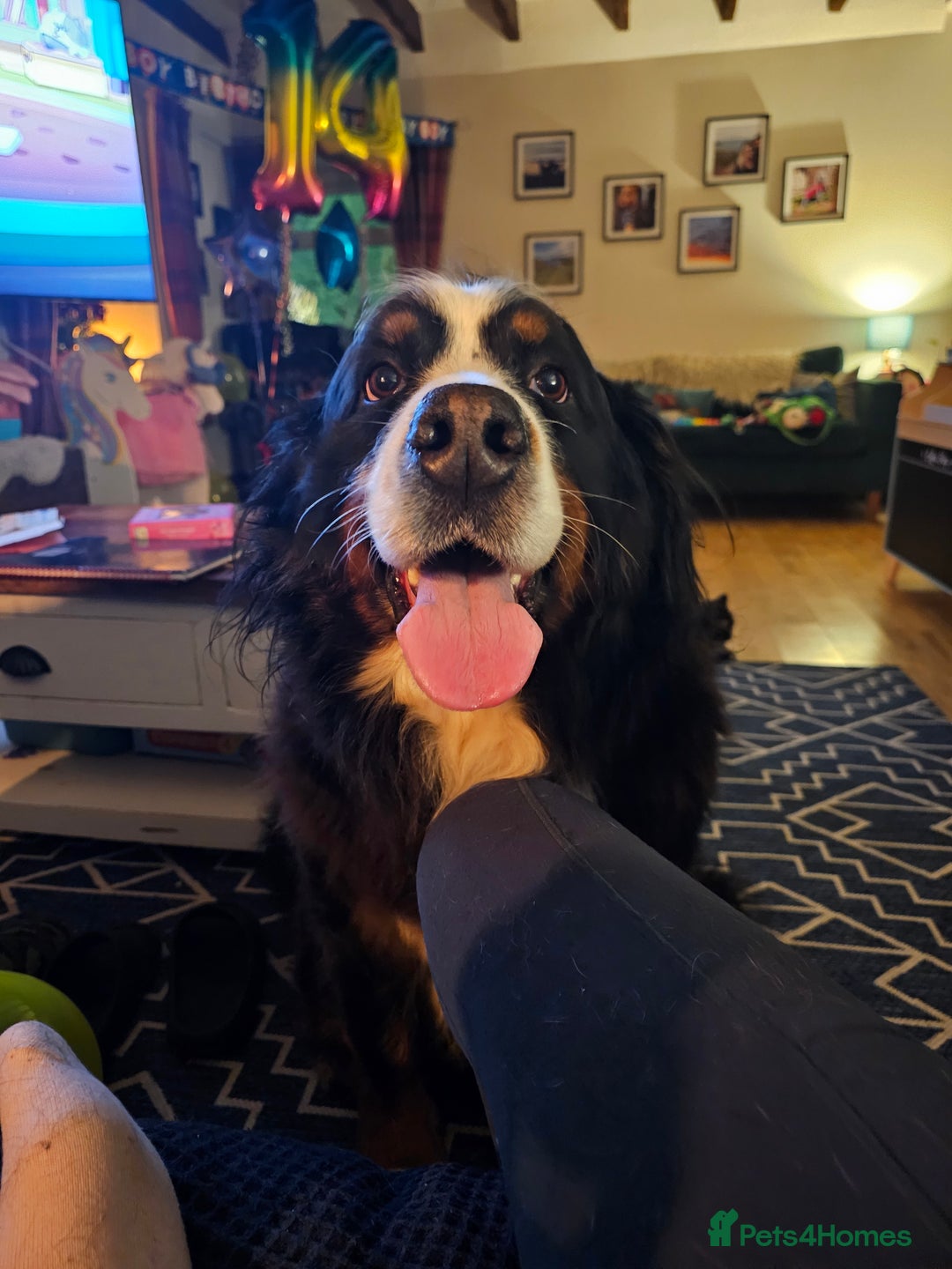 Bernedoodle dogs for sale: Tri F1 Bernedoodle pups expected  - Advert 2